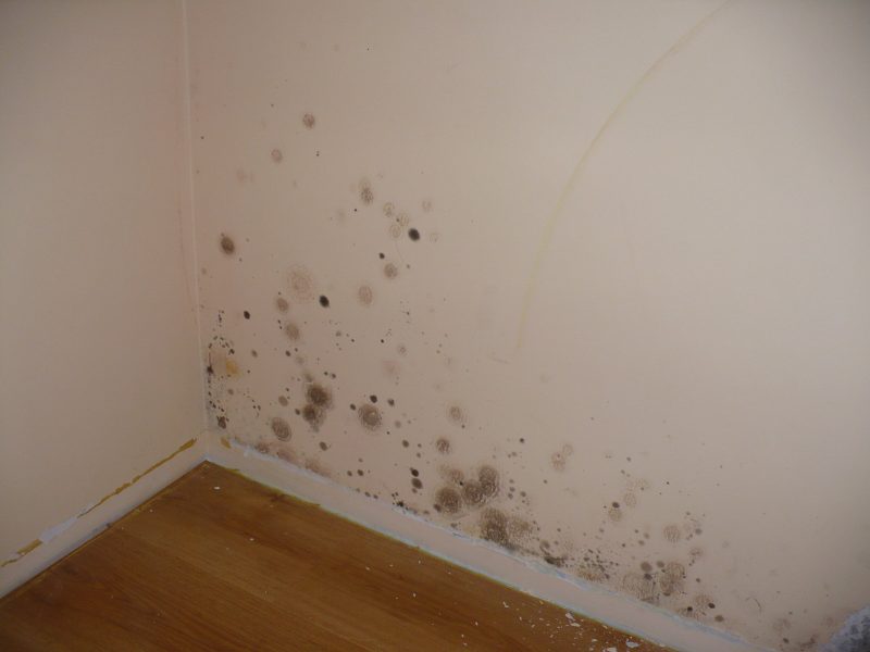 Можно ли клеить флизелиновые обои на краску и как правильно это делать?